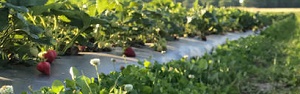 Cullipher Berry Patch and Pumpkin Patch - 