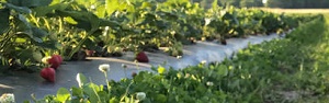 Cullipher Berry Patch and Pumpkin Patch -