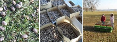 Sandy Point Farm - Uses natural growing practices, pecans , U-pick and already picked
