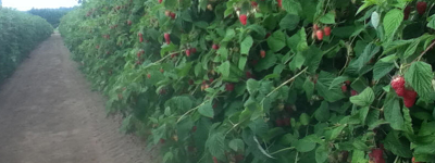 Harvold Berry Farm - raspberries (red), strawberries, 