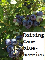 Raising Cane Ranch blueberries