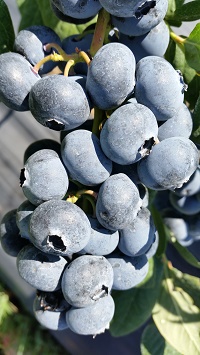 Crimson Acres Blueberries