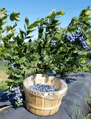 Crimson Acres Blueberries