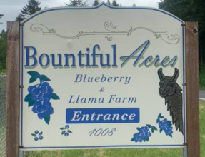 Bountiful Acres blueberries
