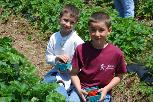 Strawberry picking at Wemrock Orchards