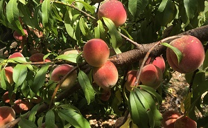 Peach Festivals 