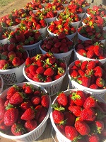 Georgia Strawberry Festival