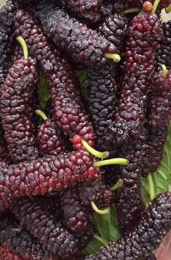 Mulberries