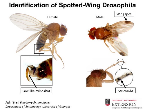 Identifying spotted wing drosophila