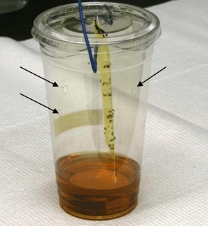 Spotted wind drosophila trap