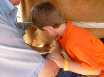 milking a cow