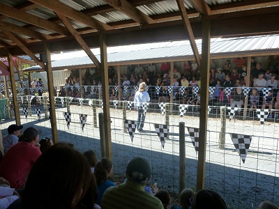 Hillcrest pig racing stadium