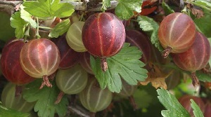 red gooseberries