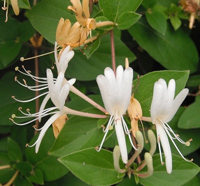 Honeysuckle flowers