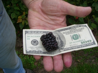 Neal's blackberries are BIG!