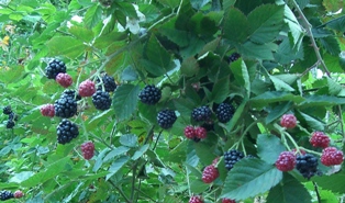 Neal's blackberries