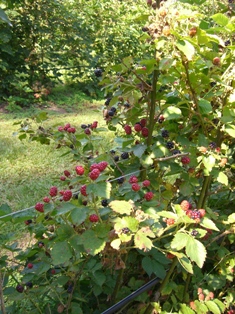 neal's berry farm texas blackberries