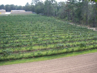 pyo blackberry field