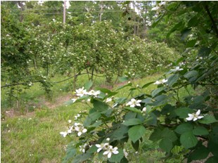 Neal's strawberry plants in the field