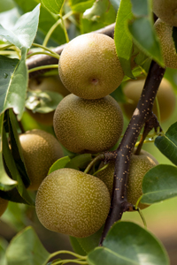 Asian pears growing on a tree