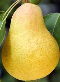 Kieffer pear