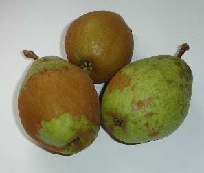 pears