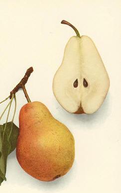 pears