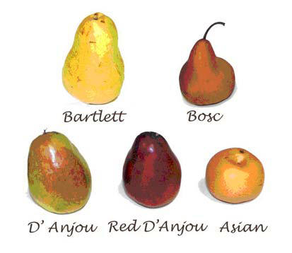 pear varieties for canning