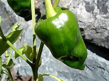 Polano peppers, ancho chili peppers  ingredients in making chili powder