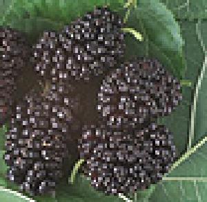 Mulberries