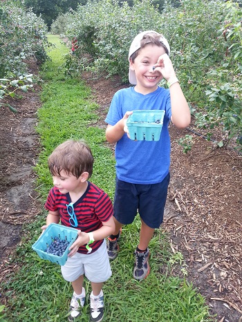 Picking blueberries