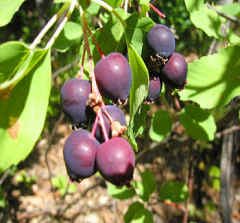 Saskatoons