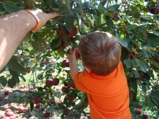 Picking apples is easy, even for a toddler