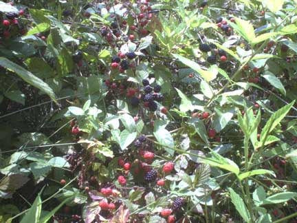 Wild blackberries for making jam