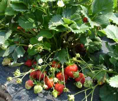 Strawberry bush with ripe strawberries, up close