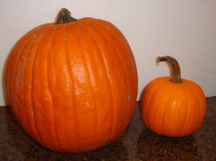 Jack o lantern and pie pumpkins