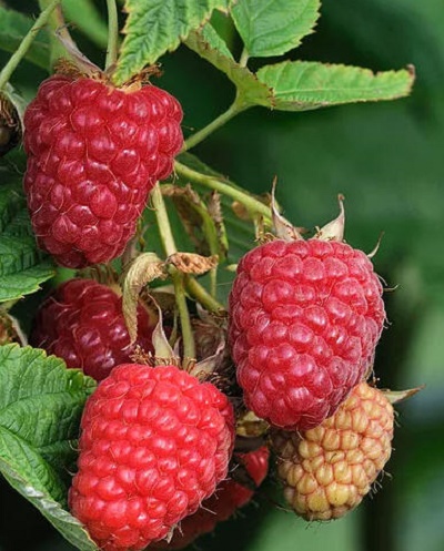 rasoberries