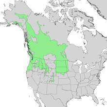 Western Saskatoon (Amelanchier alnifolia) range map