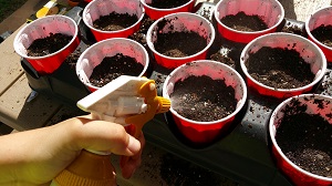 Spray 10 times into each planted cup