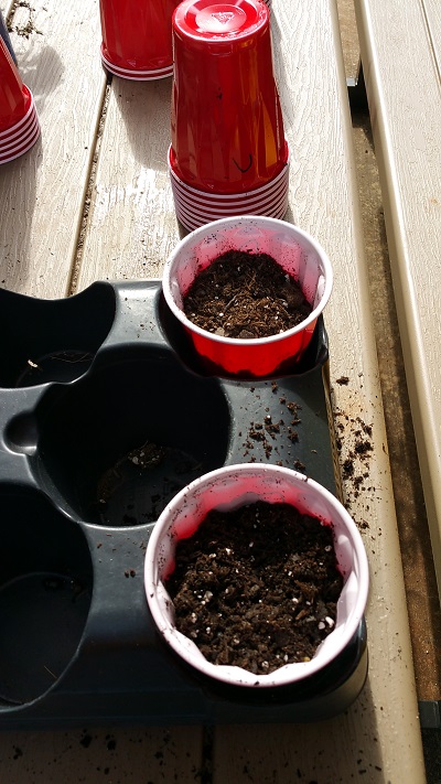 Fill the cups with potting soil