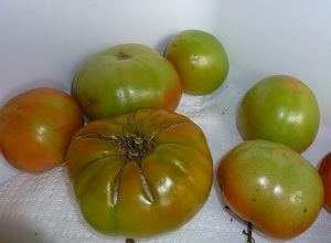 green tomatoes