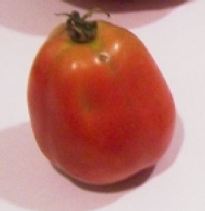 Paste-type Roma tomato