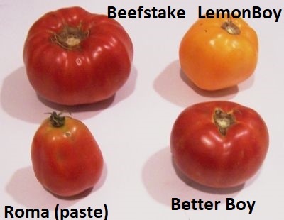 Varieties of tomatoes