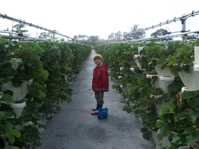 The Girls Strawberry U-pick